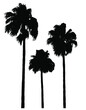 Three palm trees in silhouette, vectors on separate layers