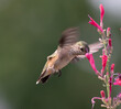Hummingbird, hummingbirds, 
