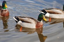 A Trio Of Drake Mallard Ducks. 