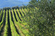 olive tree branches with beautiful rows of vines in the background in the Tuscan countryside. Chianti Classico area near Pontassieve, harvest time. Vineyards in Tuscany, Italy.