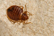 Female Bed Bug (Cimex lectularius)