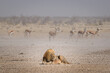 Lion lying down being watched by herbivores