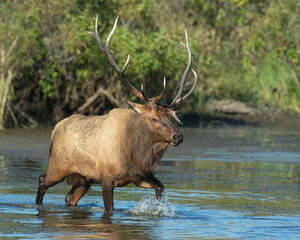 Poster - Bull Elk in the water