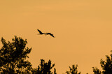 Fototapeta Na sufit - CRANES - Wild birds at sunset