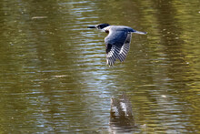 Belted Kingfisher On Wooden Box Or Flying Off To Catch A Fish In Last Summer Afternoon Sun