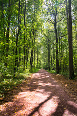Fototapeta las droga spokojny pejzaż