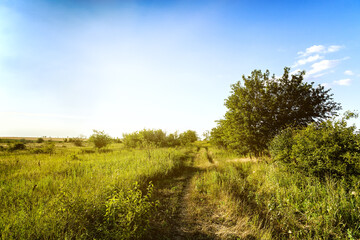 Wall Mural - Field of green grass. Dirt road to the horizon.