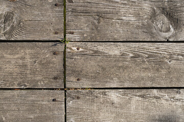 Wall Mural - Latural surface of old aged oak planks