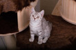 cute small bright tabby british shorthair cat sitting on a scratching post