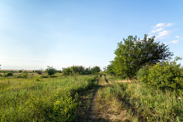 Canvas Print - Field of green grass. Dirt road to the horizon.