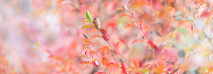 Wall Mural - Beautiful panoramic autumn scenery with colorful leaves and bokeh background