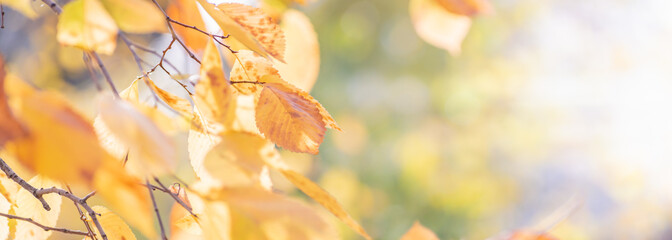 Wall Mural - Beautiful panoramic autumn scenery with colorful leaves and bokeh background