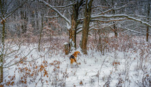 A Hunting Dog In A Winter Snow-covered Forest In Search Of A Hare