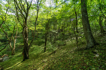  Rural forest on Gombori Pass