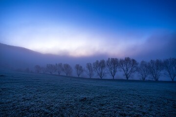 Small trees covered with blue fog in the Carpathian mountains in Ukraine