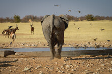 Elephant Arriving At A Waterhole