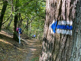 Blue arrow sign on a trail in forest 2