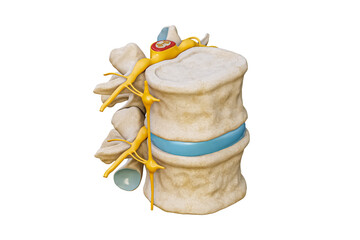 Wall Mural - human lumbar vertebrae with spinal cord and nerve isolated on white background 3d rendering illustra