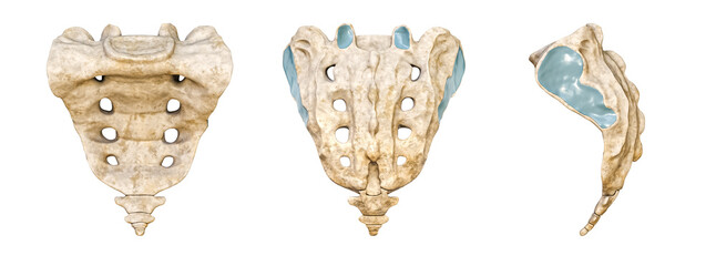 Wall Mural - human sacrum and coccyx posterior, anterior and lateral face isolated on white background 3d renderi