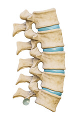 Wall Mural - normal five human lumbar vertebrae with discs isolated on white background 3d rendering illustration