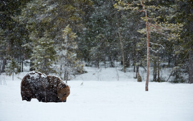 Wall Mural - brown bear walking in the snow
