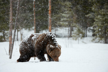 Wall Mural - brown bear walking in the snow