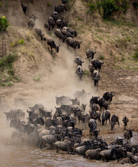 Sticker - The Great Wildebeest Migration in Africa 