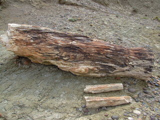 pieces of petrified wood at the petrified forest of Sarmiento, Argentina