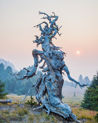 Wall Mural - old tree with twisted branches at sunset in a smoke-filled sky.