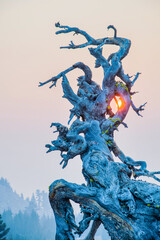 Wall Mural - twisted branches of an old tree frame the sun at sunset in a smoke-filled sky.