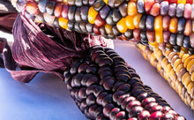 Three Ears Of Multi Colored Indian Corn Together On A White Background 