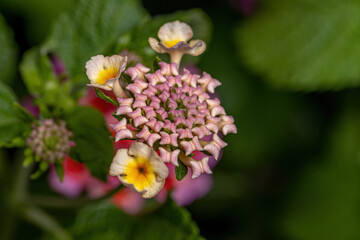 Poster - Flower of Common Lantana