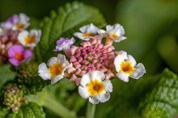 Poster - Flower of Common Lantana