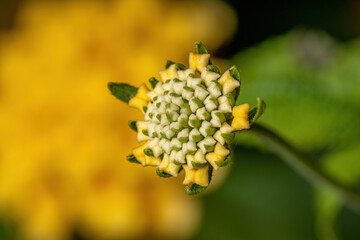 Wall Mural - Flower of Common Lantana