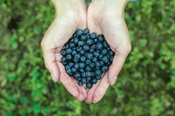 Woman hands picking ripe blueberries