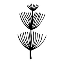 Field Plant Vector Icon. Hand-drawn Illustration Isolated On White Background. Wild Horsetail Botanical Sketch. Thick Stem With Long, Thin Leaves. A Branch Of A Medicinal Herb. Monochrome Concept.