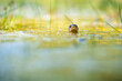 © Jan Rozehnal - The grass snake (Natrix natrix) swimming in the water, the head above a water surface and facing camera.