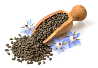 dried borage seeds in the wooden scoop, with fresh flowers, isolated on white background