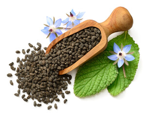 dried borage seeds in the wooden scoop, with fresh leaves and flowers, isolated on white background, top view