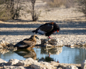 Canvas Print - Bateleur Eagle