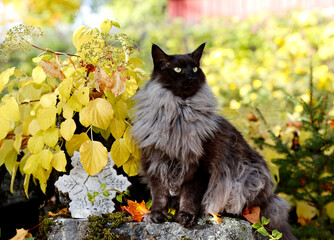 Wall Mural - A handsome norwegian forest cat male outdoors