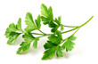 fresh flat-leaf parsley herb isolated on white background