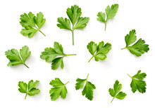 Fresh Flat Parsley Isolated On White Background, Top View