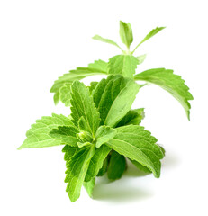 Wall Mural - fresh stevia isolated on white background