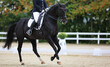 Dressage horse with rider in the dressage arena at a strong canter..