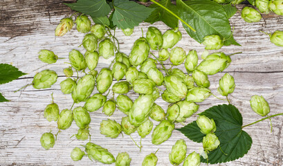 Wall Mural - Cones of hop with leaves on an old wooden surface