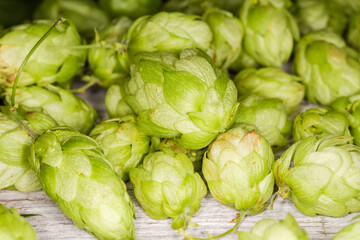 Wall Mural - Hop seed cones on heap, close-up in selective focus