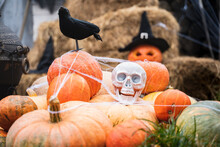 Bunch Of Orange Pumpkins For Halloween, Big White Skull, Black Raven, Wizard Hat, Jack-o-lantern With Scary Carved Eyes,mouth.Hay,haystack In Barn.Street Decoration,entertainment For Children, Horror