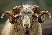Portrait Of A Mountain Ram With Ring Horns
