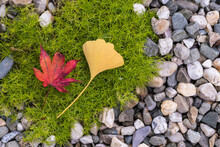 Autumn Colors Momiji Leaves, Red Maple And Ginkgo Biloba Lying On Moss In A Japanese Garden.